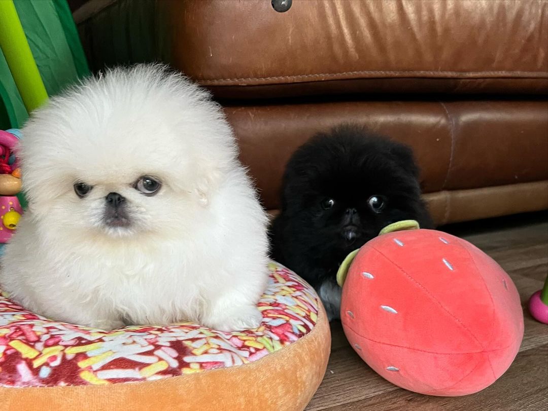 Pekingese Puppies for Sale
