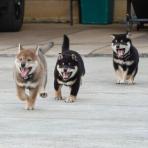 Shiba Inu Puppies for Sale