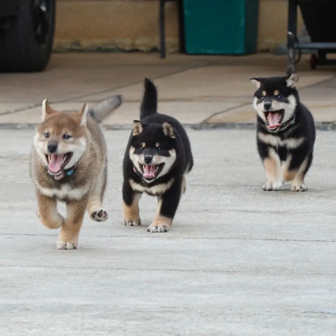 Shiba Inu Puppies for Sale