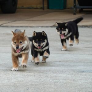 Shiba Inu Puppies for Sale