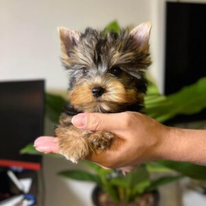 Teacup Yorkie Puppies