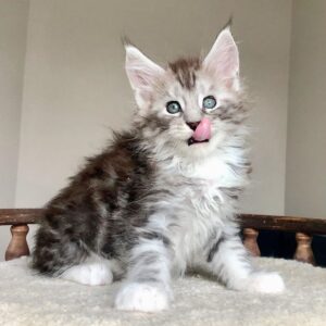 Majestic Maine Coon Kittens for Sale