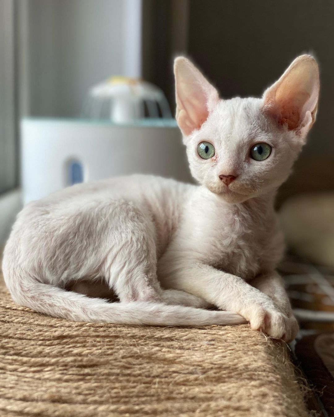 gft (3) Devon Rex Kittens for Sale
