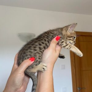 Adorable Siamese Kittens for Sale