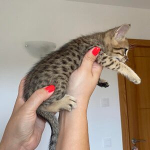 Adorable Siamese Kittens for Sale